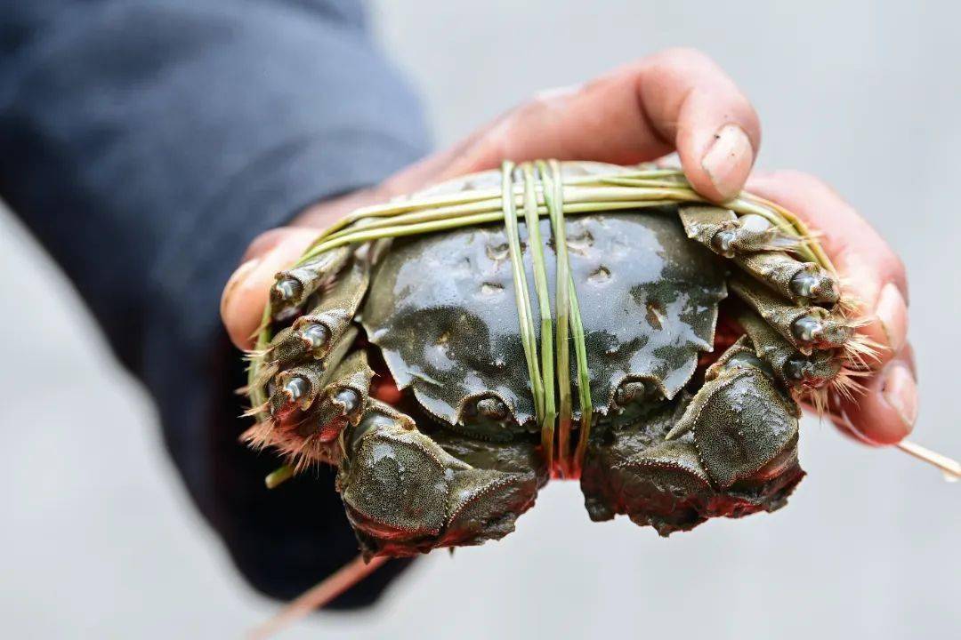 捕捞大闸蟹